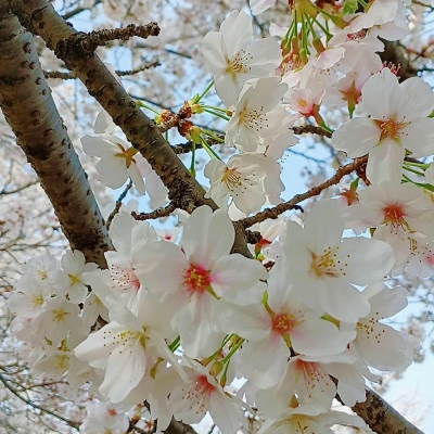 みやびさんの写メ日記投稿2023/04/01 23:45の記事「桜　 *⁠.⁠✧(*´ｰ`*)」画像