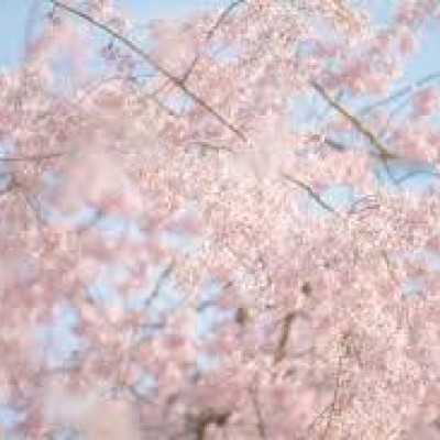かよさんの写メ日記投稿2026/03/24 14:40の記事「桜」画像