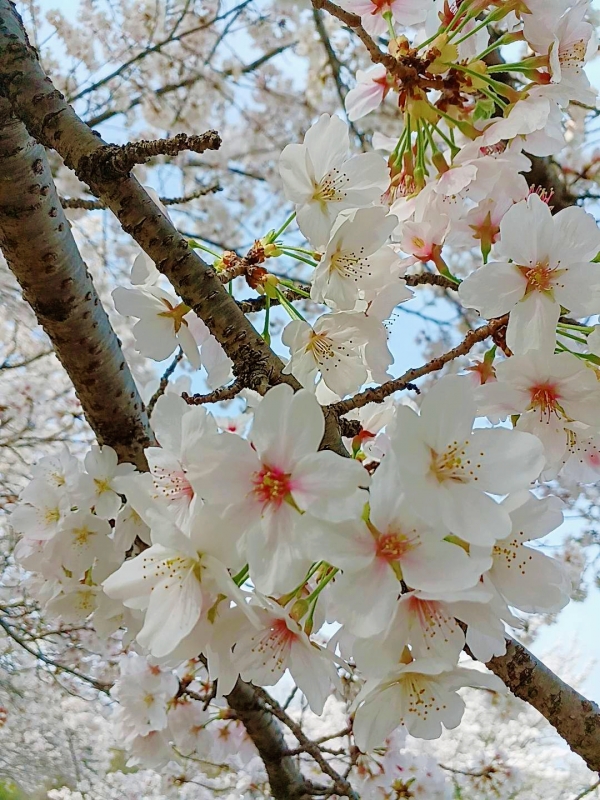 みやびさんの写メ日記投稿2023/04/01 23:45の記事「桜　 *⁠.⁠✧(*´ｰ`*)」画像