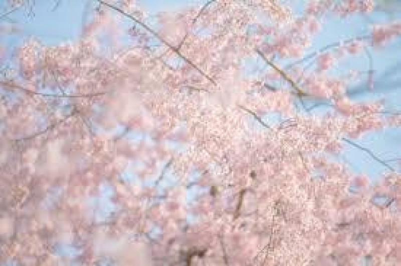 かよさんの写メ日記投稿2026/03/24 14:40の記事「桜」画像